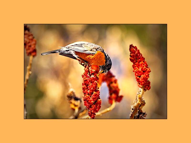 American Robin nibbling a Sumac- 02